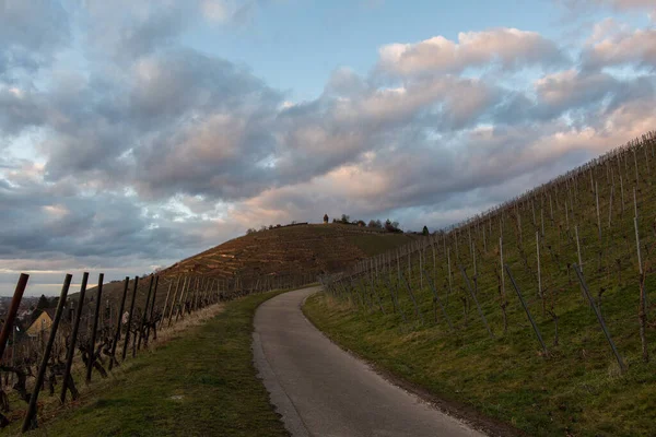 Vignes Avec Chemin Vers Tour Stuttgart — Photo