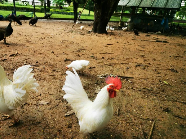 Eine Nahaufnahme Von Schönen Pfauen Und Hühnern Auf Dem Bauernhof — Stockfoto