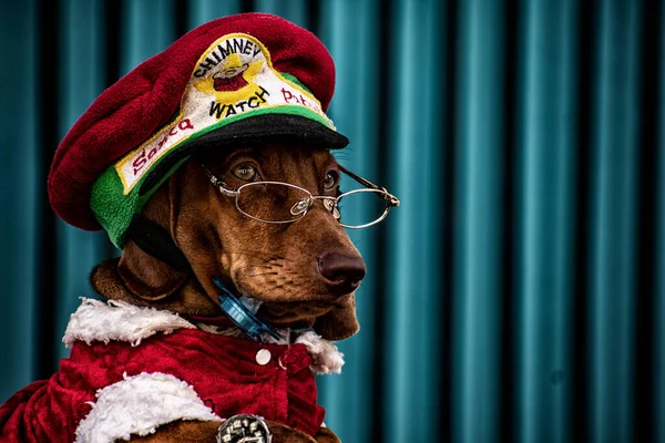 Köpeğin Yüzüne Yakın Plan Güneş Gözlüğü Bulanık Arka Planı Olan — Stok fotoğraf