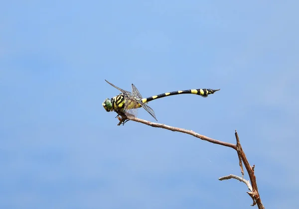 Eine Goldberingte Libelle Thront Auf Einem Blattlosen Zweig — Stockfoto