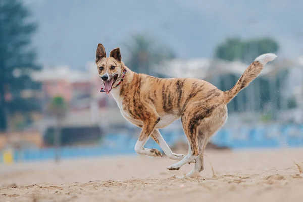 Nahaufnahme Eines Carolina Hundes Der Strand Läuft — Stockfoto