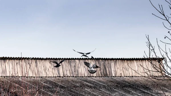 Красивая Сцена Птиц Летящих Деревянной Крыше Против Голубого Неба — стоковое фото