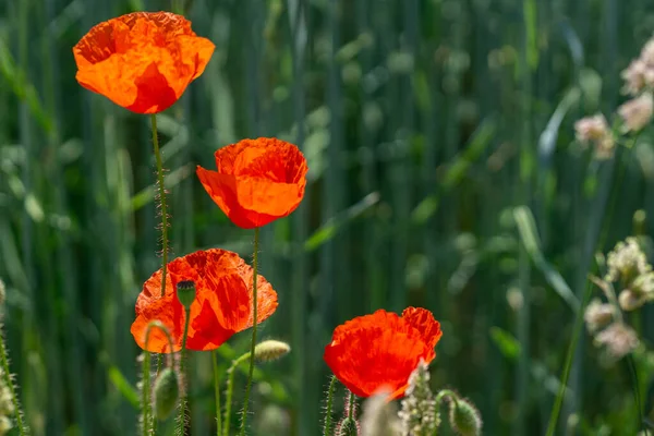 Enfoque Poco Profundo Tulipanes Rojos Sobre Fondo Borroso Verde — Foto de Stock