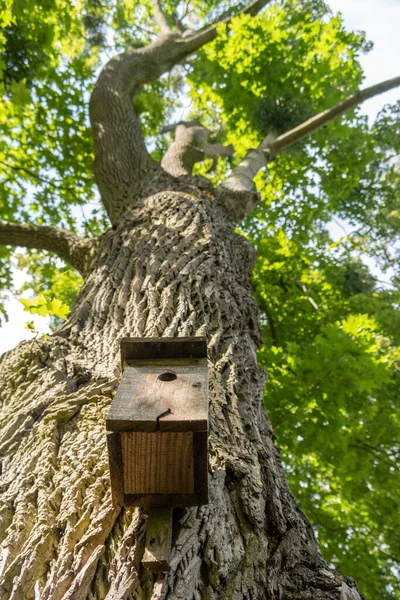 Ángulo Bajo Árbol Alto Con Una Pajarera Madera Corteza —  Fotos de Stock