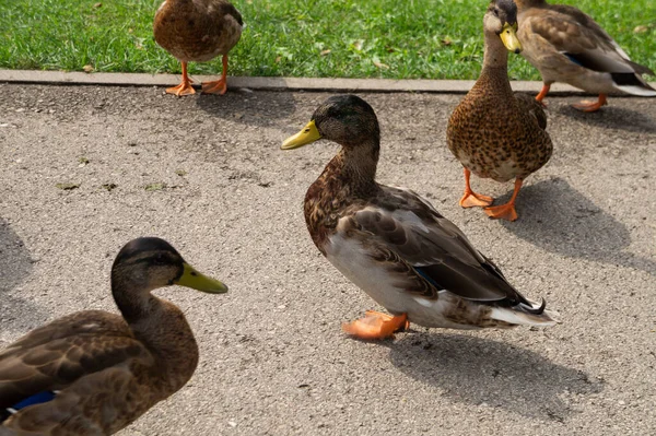 Eine Gruppe Enten Läuft Auf Dem Bürgersteig Einem Park — Stockfoto