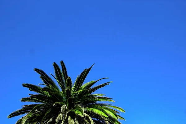 Angolo Basso Una Palma Con Sfondo Cielo Senza Nuvole — Foto Stock