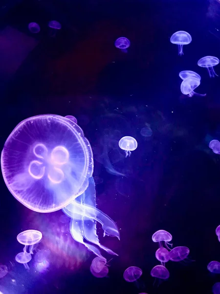 Светящиеся Медузы Темной Воде — стоковое фото