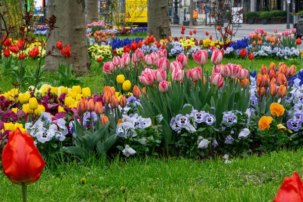 Die Lebendigen Bunten Tulpen Und Stiefmütterchen Einem Park — Stockfoto