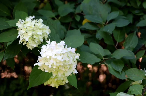 Gros Plan Fleurs Hortensia Paniquées — Photo