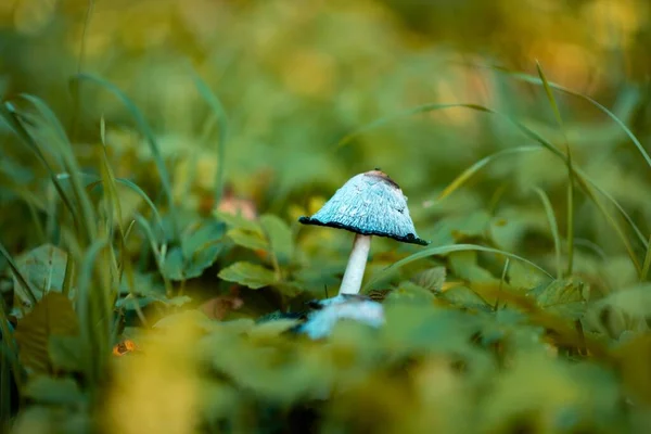 Ein Close Blauer Mützenpilz Wald Vor Verschwommenem Hintergrund — Stockfoto