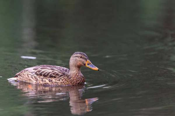 Nahaufnahme Einer Niedlichen Ente Die Teich Schwimmt — Stockfoto