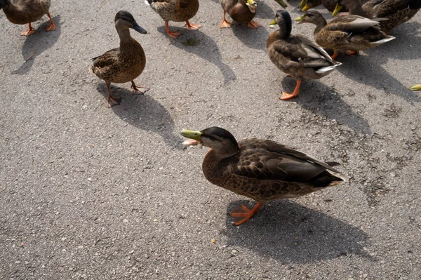 一群鸭子在公园的人行道上散步 — 图库照片