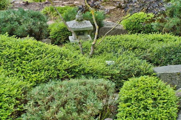 Grande Ângulo Closeup Grandes Arbustos Verdes Plantas Jardim Japonês — Fotografia de Stock