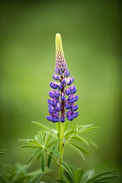 Bahçedeki Bir Lupin Çiçeğinin Dikey Görüntüsü — Stok fotoğraf
