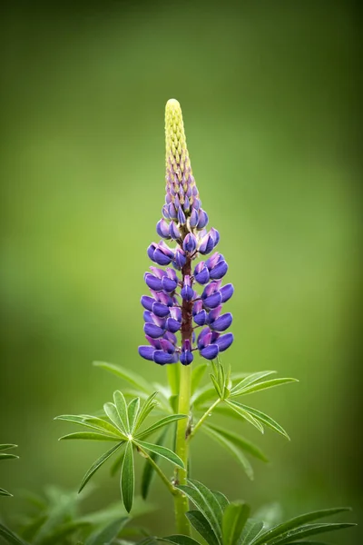 Tiro Vertical Uma Flor Tremoço Jardim — Fotografia de Stock