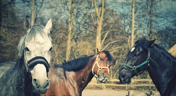 Una Vista Los Caballos Campo — Foto de Stock