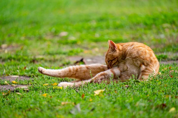 Closeup Cute Ginger Cat Licking Itself Nature Daytime — Stock Photo, Image