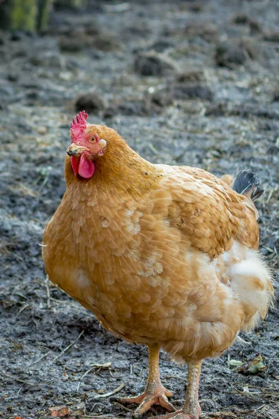 Primo Piano Una Grassa Gallina Bruna Piedi Terra — Foto Stock