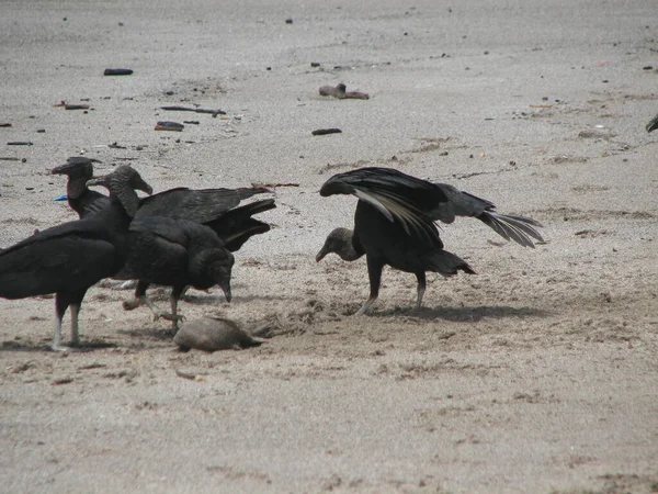Bando Abutres Negros Coragyps Atratus Uma Praia Areia — Fotografia de Stock