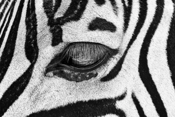 Closeup Grayscale Shot Zebra Eye — Stock Photo, Image