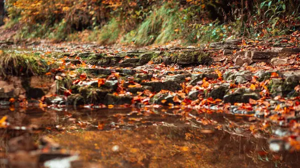 Mokré Kameny Suché Listí Pokrývající Půdu Lese — Stock fotografie