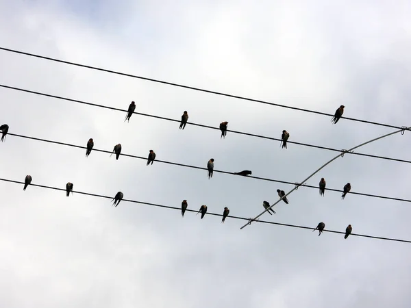 Una Silueta Golondrinas Las Líneas Eléctricas Contra Sombrío Cielo Nublado — Foto de Stock