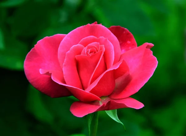 Крупный План Красивый Розовый Цветок Розы Саду — стоковое фото