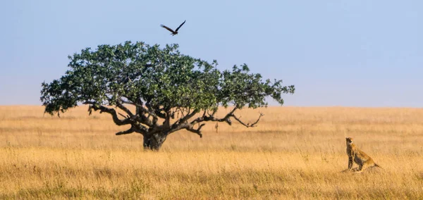 Kelet Afrikai Gepárd Acinonyx Jubatus Tanzániai Serengeti Nemzeti Parkban — Stock Fotó
