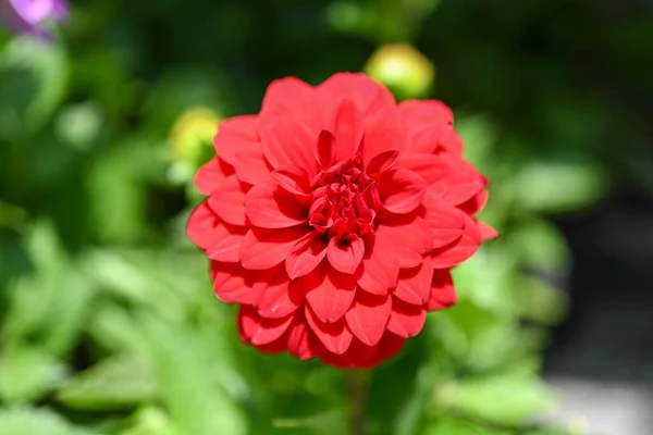 Red dahlia flowers close-up overhead photo. Dicotyledonous plants. Beautiful red dahlia flower. Close up of bright red dahlia flowers.Dahlia colorful