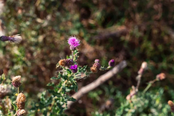 Vacker Bild Naturen Bina Suger Nektar Från Blommande Blommor — Stockfoto