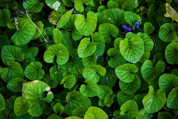 Zbliżenie Zielonych Liści Kwitnącej Rośliny Zwanej English Violet — Zdjęcie stockowe