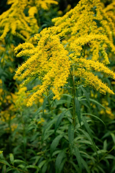 Primer Plano Hermoso Arbusto Varilla Oro Fresca Jardín —  Fotos de Stock