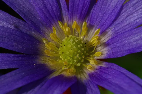 Makro Delikatnego Kwiatuszka Fioletowymi Płatkami Pyłku Żółtego Centrum — Zdjęcie stockowe