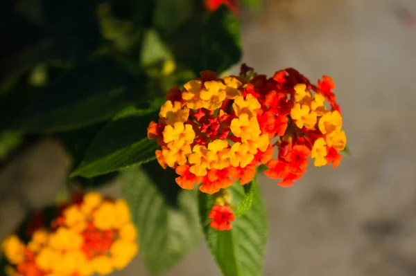 ランタナの開花の選択的焦点ショット — ストック写真
