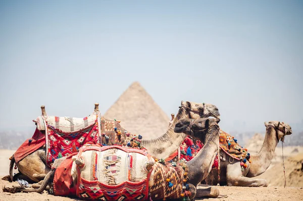 Primer Plano Las Pirámides Cairo Egipto — Foto de Stock