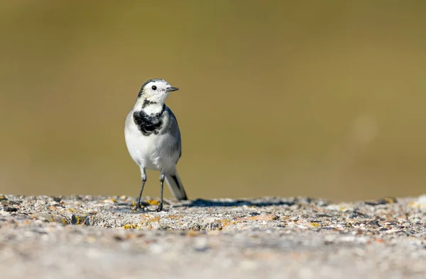 Een Kwikstaart Vogel Mossige Wankele Vlak Een Tuin — Stockfoto