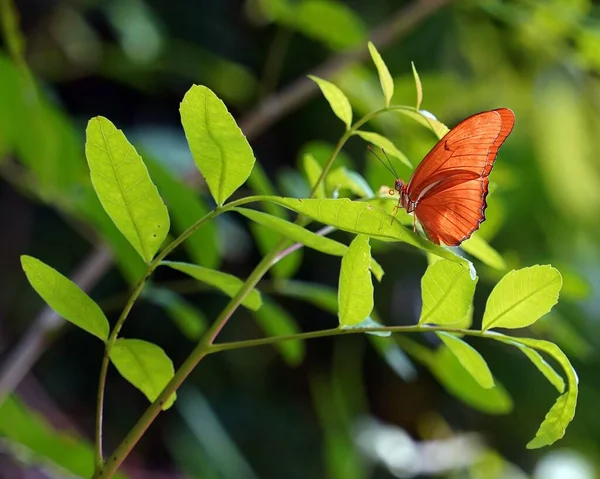 緑の葉の上に乾燥したユリア蝶 — ストック写真