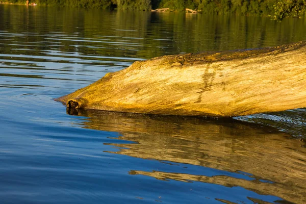 Closeup Shot Tree Trunk Fallen Lake — Stock Photo, Image