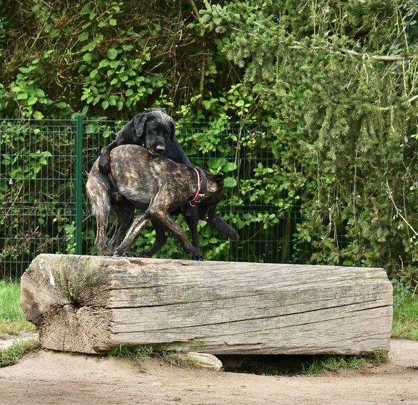 Una Raza Diferente Perros Jugando Entre Parque — Foto de Stock