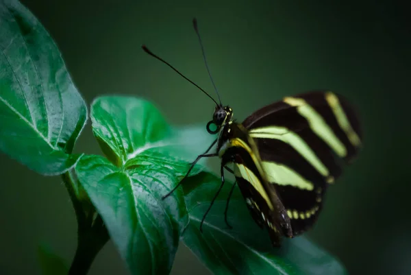 Неглубокий Макроснимок Жёлто Чёрной Бабочки Зелёных Листьях Размытым Фоном — стоковое фото