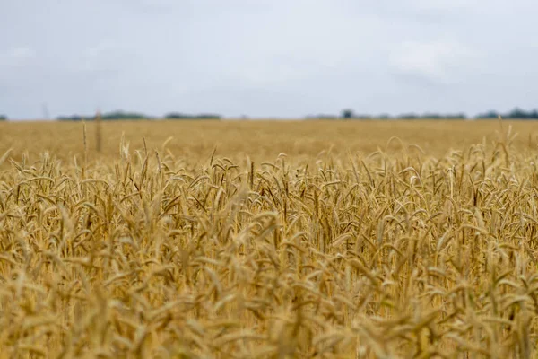 Primer Plano Campo Trigo Dorado — Foto de Stock