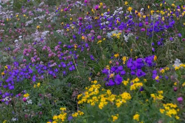 Una Vista Panoramica Fiordalisi Viola Semi Zecca Gialli Che Crescono — Foto Stock