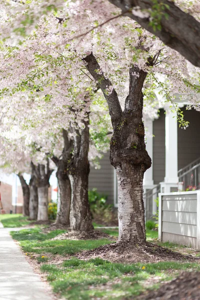 Vertical Shot Beautiful Spring Blooming Trees Apartment Street — Stock Photo, Image