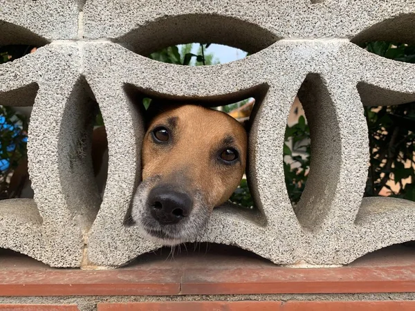 Parktaki Köpek — Stok fotoğraf