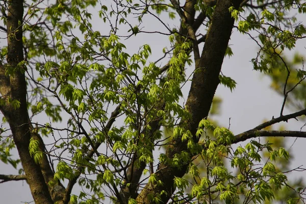 Primo Piano Albero Frassino Acero Contro Cielo Nuvoloso — Foto Stock