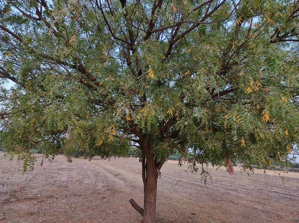 Uma Vista Uma Árvore Neem Sua Flor Cheia Que Cresce — Fotografia de Stock