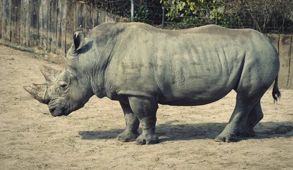 Une Vue Sur Grand Rhinocéros — Photo