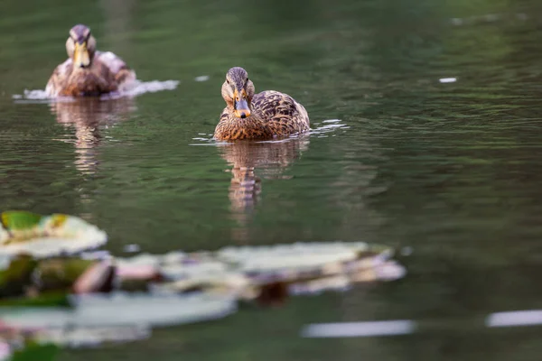 Eine Nahaufnahme Von Zwei Niedlichen Enten Die Teich Schwimmen — Stockfoto