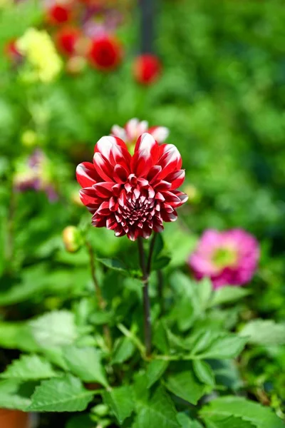 自然の花のオーバーヘッド写真を隔離 — ストック写真