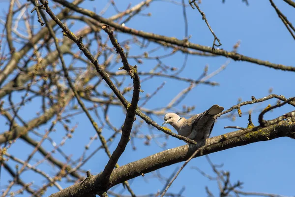 Een Kleine Grijze Duif Zittend Een Sparren Tak — Stockfoto